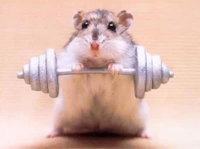 encore notre rat...